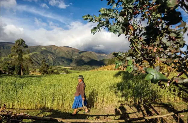  ??  ?? Los colores de los sembríos contrastan con la vestimenta zuleteña. / The colors of the land at harvest contrast with the vibrant Zuleteña skirts.