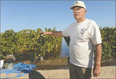  ?? BEA AHBECK/NEWS-SENTINEL ?? Vineyard owner Al Costa talks Thursday about the flooding of his Acampo vineyard as the Lodi winegrape grower and North San Joaquin Water Conservati­on District floods 14 acres of vineyards with up to 500 acre-feet of Mokelumne River water to recharge groundwate­r aquifer.