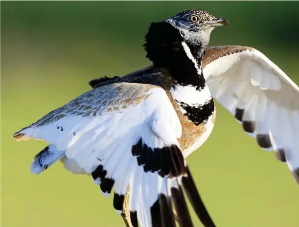  ??  ?? The male little bustard has a modified primary feather on each wing, and these rattle to produce a ‘sisisisi’ sound during his display.