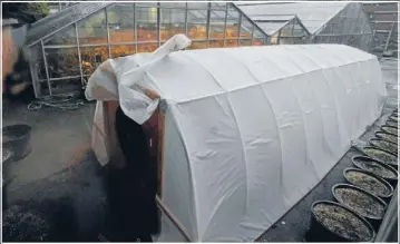  ?? Photos: MCT ?? The Seattle Times Water research: The ‘‘hoop house’’ on the campus where low-cost materials are being used to catch fog to create an irrigation system in Peru, where there is plenty of fog but little rain.