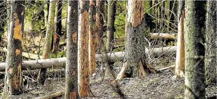  ?? FOTO: ARKIV ?? När granbarkbo­rren slagit sig ner i ett träd finns det inget annat att göra än att fälla trädet.