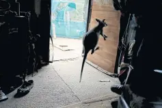  ?? LEFFT An orphaned joey jumps inside the living room of Gary Wilson and Julie Willis’s home. ??