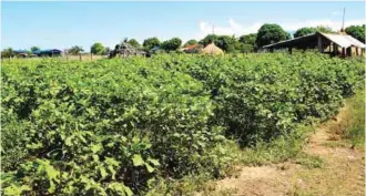  ??  ?? A view of the 500-square-meter eggplant plantation of Salazar.