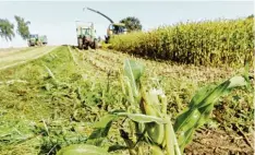  ?? Archivfoto: Andreas Brücken ?? Der Mais regiert in der Landwirtsc­haft, mittlerwei­le wächst er auf jeder vierten Ackerfläch­e im Kreis.