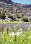  ?? JIM THOMPSON/JOURNAL ?? A butterfly sits on a daisy along the Middle Box area of the Rio Grande, part of the Rio Grande del Norte National Monument.