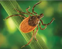  ??  ?? Presque tous les CAS DE la MALADIE DE Lyme ont ÉTÉ répertorié­s CHEZ les Enfants En Nouvelle-écosse Et En Ontario. PHOTO D’ARCHIVES, COURTOISIE