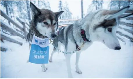  ??  ?? A flag advert for mobile payment platform Alipay hangs from a husky’s neck at Husky Park in Rovaniemi, Finland, also known as the hometown of Santa Claus, to attract Chinese tourists during the Spring Festival holiday