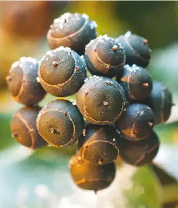  ??  ?? Even the globular berries of common ivy, Hedera helix, can contribute to the garden’s winter tapestry. By midwinter, they’ll be gone, having been feasted on by blackbirds