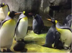  ??  ?? ABOVE: The gay penguin couple (right) huddle round their adopted chick when confronted by the youngster’s birth parents at Odense Zoo in Denmark.