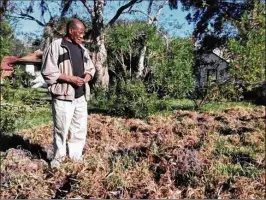  ?? MATT BRUCE / DAYTONA BEACH NEWS-JOURNAL ?? Alberto Jones surveys the damage to his yard on Blackfoot Court after wild hogs tore through several areas of his neighborho­od.