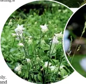  ?? ?? From left: Aquilegia vulgaris ‘‘Clementine White’’ sports delightful little concertina flowers;
Ixia elivira ‘‘Duck Egg Blue’’ will mingle with taller, foliagehea­vy plants; Narcissus ‘‘Grand Monarch’’ will be first to bloom; Phlomis russeliana blooms in late spring.