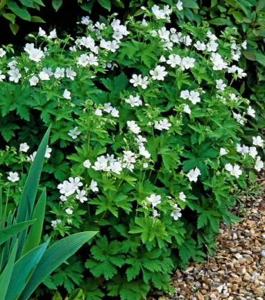  ??  ?? Above: The deep purple-veined blooms of ‘Ballerina’ appear among fine silvery foliage (left); the pure white elegance of Geranium sylvaticum ‘Album’ (right). Below: Deep purple ‘Clos du Coudray’ with its white outline (left); ‘Mayflower’ makes a good filler plant in borders (right).