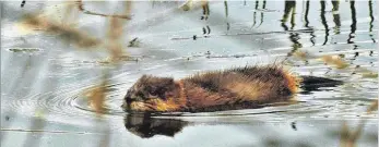  ?? FOTO: RALF PFRÜNDER ?? Einer der Jungbiber schwimmt im Schönbach.