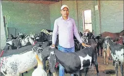  ?? SANJEEV KUMAR/HT ?? ■
Balwinder Mann with his herd of goats at Tungwali village in Bathinda.