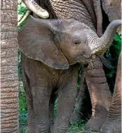  ??  ?? Travel journalist Jane Wynyard, left, worked with Save the Elephants in Africa. Right, a baby elephant waves is surrounded by protective adults in Samburu National Reserve and top, another youngster makes a splash.