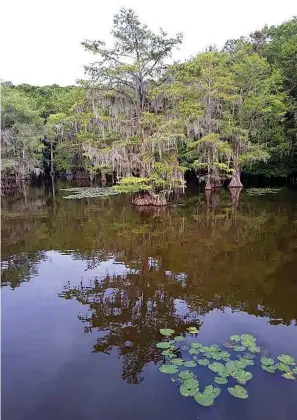  ?? Staff Photo by Christy Busby Worsham ?? Caddo Lake.