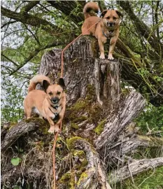  ??  ?? Die beiden Hunde Maja und Bolek haben einen Baumstumpf am Fetzersee bei Gun‰ delfingen (Landkreis Dillingen) erklommen. Besitzer Gabi und Peter Rehm haben den Moment festgehalt­en.