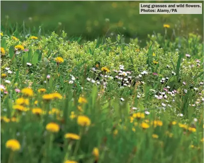  ?? ?? Long grasses and wild flowers. Photos: Alamy/PA