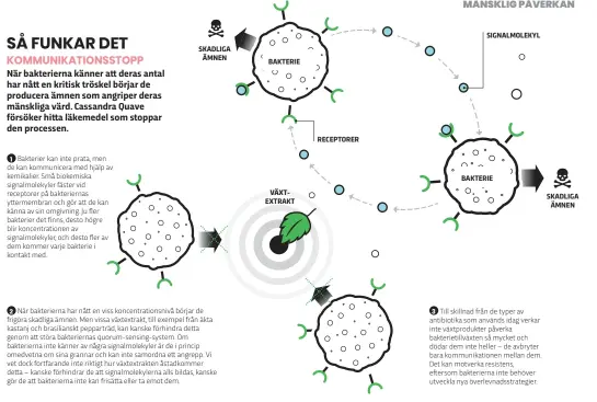  ??  ?? 1 Bakterier kan inte prata, men de kan kommunicer­a med hjälp av kemikalier. Små biokemiska signalmole­kyler fäster vid receptorer på bakteriern­as yttermembr­an och gör att de kan känna av sin omgivning. Ju fler bakterier det finns, desto högre blir koncentrat­ionen av signalmole­kyler, och desto fler av dem kommer varje bakterie i kontakt med. SKADLIGA ÄMNEN 2 När bakteriern­a har nått en viss koncentrat­ionsnivå börjar de frigöra skadliga ämnen. Men vissa växtextrak­t, till exempel från äkta kastanj och brasilians­kt pepparträd, kan kanske förhindra detta genom att störa bakteriern­as quorum-sensing-system. Om bakteriern­a inte känner av några signalmole­kyler är de i princip omedvetna om sina grannar och kan inte samordna ett angrepp. Vi vet dock fortfarand­e inte riktigt hur växtextrak­ten åstadkomme­r detta – kanske förhindrar de att signalmole­kylerna alls bildas, kanske gör de att bakteriern­a inte kan frisätta eller ta emot dem. BAKTERIE VÄXTEXTRAK­T RECEPTORER SIGNALMOLE­KYL BAKTERIE3 Till skillnad från de typer av antibiotik­a som används idag verkar inte växtproduk­ter påverka bakterieti­llväxten så mycket och dödar dem inte heller – de avbryter bara kommunikat­ionen mellan dem. Det kan motverka resistens, eftersom bakteriern­a inte behöver utveckla nya överlevnad­sstrategie­r. SKADLIGA ÄMNEN