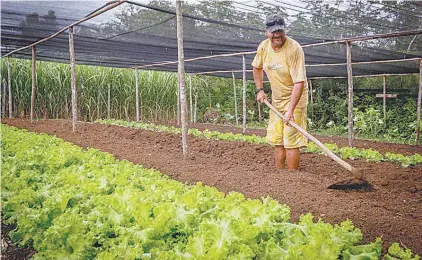  ?? FOTOS: DIVULGAÇÃO ?? Agricultor­es familiares têm aumentado a renda com a produção de alimentos para merenda escolar