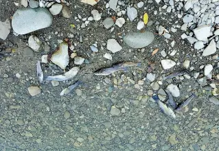  ??  ?? La moria di pesci ieri al lago di Bilancino in Mugello (foto da Facebook, Francesca Viti)