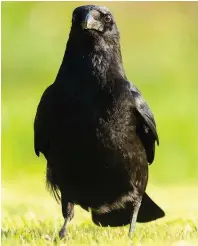  ?? Amy Lewis ?? ●●A Carrion crow