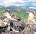  ?? Picture: WTML/PA. ?? The Loch Arkaig osprey chicks.