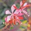  ??  ?? Pink gaura is a very versatile plant for sunny mixed borders and containers.