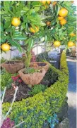  ??  ?? Citrus trees can be grown successful­ly in small gardens as well as in larger spaces.