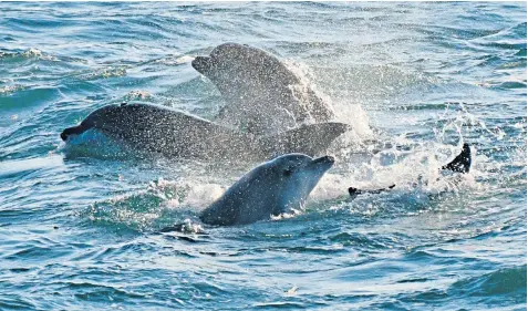  ??  ?? Research from the University of Plymouth and Cornwall Wildlife Trust has proved that a group of 28 bottlenose dolphins resides permanentl­y off the English coast