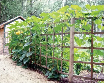  ?? Barbara Damrosch/For the Washington Post ?? In addition to serving as a barrier against deer, a fence in the author's garden provides support for climbing squash and beans.