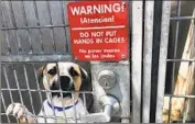  ?? Genaro Molina Los Angeles Times ?? CONDITIONS at animal shelters were addressed Tuesday at a City Council committee hearing.