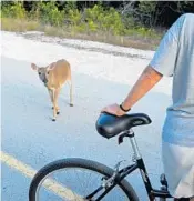  ??  ?? There are about 1,000 Key deer, which stand 24 to 32 inches tall, on Big Pine and No Name keys.