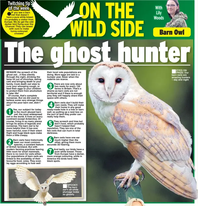  ??  ?? SPOOKY: The barn owl’s all-white plumage looks so ghostly EYES ON PRIZE: Our barn owls are amazing hunters – day and night