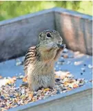  ?? ANGELA PETERSON, MILWAUKEE JOURNAL SENTINEL ?? A thirteen-lined ground squirrel takes advantage of snacks left out by homeowners Jean and Tom Weedman on June 23 in the Town of Eagle.