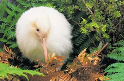  ?? Photo / Destinatio­n Wairarapa ?? Manukura the white kiwi on the Pukaki night tour.