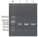  ??  ?? 2000 bp
1000 bp
750 bp
500 bp
250 bp
100 bp注：M. Marker；1. XJ1；2. XY6；3. X1 3 XJ1、XY6、X1 的 16S RNA PCR 电泳图