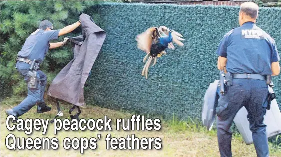  ??  ?? AVIAN FLEW: NYPD officers (above) vainly chase an escaped peacock yesterday after The Post reported on the fugitive fowl (below).