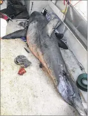 ?? LANCE FOUNTAIN VIA ASSOCIATED PRESS ?? Terry Selwood, 73, was less than a mile offshore near the town of Evans Head, New South Wales, in Australia when this great white shark jumped into his boat. Government officials used a forklift to remove the shark from the boat for further study.