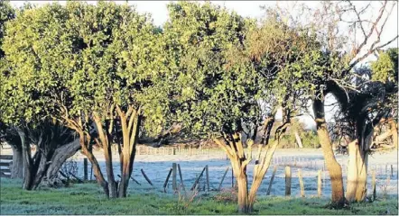  ??  ?? Old and hardy: These orange trees could be around 50 years old and despite pruning by the cows, still produce a bumper crop each year.