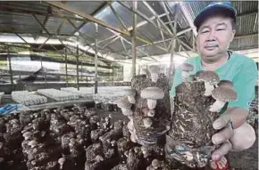  ?? PIC BY MOHD ADAM ARININ ?? Farmer Midin Dompoton showing his shiitake mushrooms in Kampung Togudon, Penampang, recently.