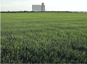  ??  ?? A field of winter wheat stands next to a grain elevator Thursday in Toulon, Kansas. U.S. farmers are expected to harvest their smallest winter wheat crop in more than a decade, according to a government report released Thursday. CHARLIE RIEDEL / AP