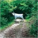  ??  ?? Una mucca sul sentiero che va da Cascia allo Scoglio di Santa Rita