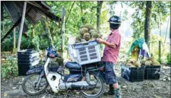  ?? RASFAN/AFP MOHD ?? A worker carries a basket of durians on a motorbike at a farm in Karak, outside Kuala Lumpur in the nearby Pahang state, on Tuesday.