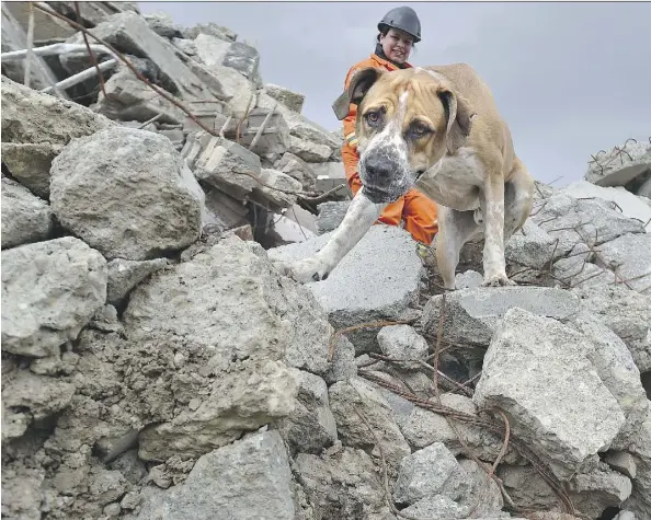  ?? ED KAISER ?? Buddy, 3, with his handler Jaimie Jackson of the Canadian Search and Rescue Dog Associatio­n, navigates a big pile of rubble at a recycling depot in Sherwood Park on Sunday. The Associatio­n held training sessions for dogs they send abroad to conduct...