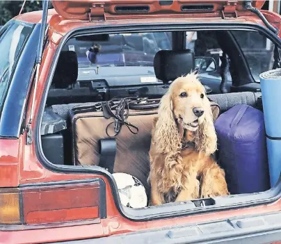  ??  ?? Je kürzer die Urlaubsfah­rt, desto besser für den Vierbeiner: Kein Hund verbringt gern viele Stunden im Auto. Für Tiere besonders geeignet sind Urlaube in ländlichen Regionen, die ihnen viel Bewegungsf­reiheit bieten.