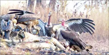  ?? WCS CAMBODIA ?? Vultures pick at an animal carcass on the Kingdom’s eastern plains.