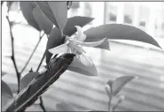  ?? AP/DEAN FOSDICK ?? A gardener uses a feather to help pollinate a lemon tree being grown indoors as a different kind of potted houseplant. Houseplant­s have special needs inside your home and you have to accommodat­e them.