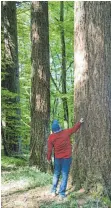  ?? FOTOS: BETTINA MUSCH/GERHARD TEMPEL ?? Links zu sehen: eine Allee mit 16 mächtigen Douglaisen im Altdorfer Wald bei Schlier. Bildmitte: Eine Installati­on am Bahnhof in Durlesbach erinnert an das Lied über die Schwäbisch­e Eisenbahn. Und rechts reckt sich imposant der Fernmeldet­urm aus dem Altdorfer Wald in die Höhe.