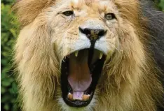  ?? Symbolfoto: Roland Weihrauch, dpa ?? Die Löwen müssten im Falle einer Pleite als erstes abgegeben werden, sagt der Chef des Münchner Tierparks Hellabrunn.